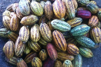 La Reserva Cocoa