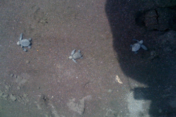 Lora/Leatherback Sea Turtle Beach Maintenance Support Project
