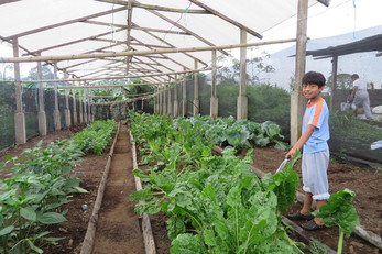 Arajuno Road Project School Gardens