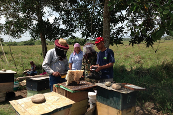 Mobile Honey Extractor