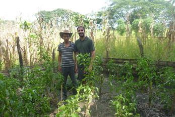 Fruiting Forests