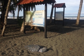 Beach Sweep