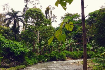 Sustainable Reforestation on Indigenous Family Farms