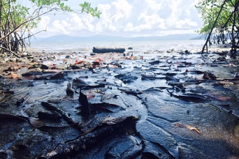 Infrastructure for shared-use sustainable trail network in Isla de Chira, Costa Rica