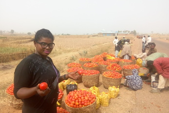 Tomato Processing Training in Kabala West