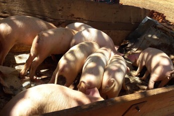 Mkanga Piggery