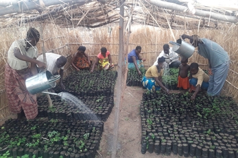 Machapa Reforestation Project