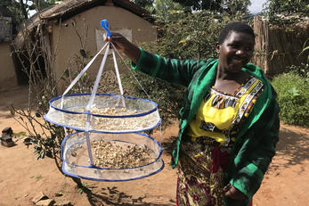 Tisange Association Mushroom Production