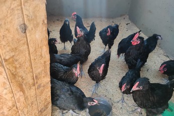 Chicken Poultry Farm Project