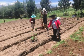 Recuperation of Medicinal Plants in Rural Communities